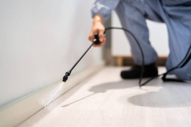Bed Bug Pre-Treatment Preparation Assessment in Belton