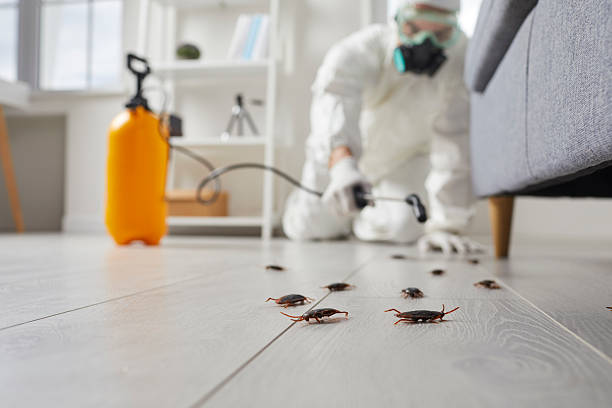 Post-Treatment Bed Bug Interceptor Monitoring in Belton